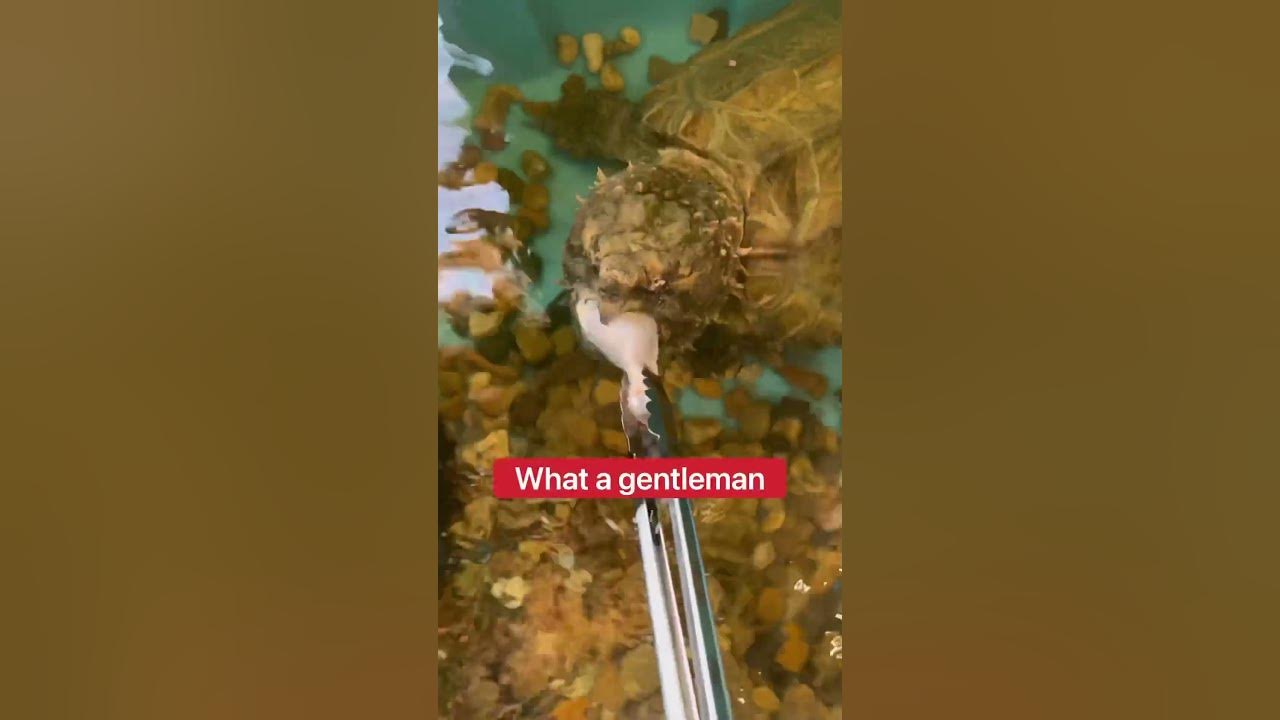 What Happens When I Feed My Pet Snapping Turtles 😳 shorts turtle