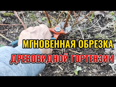 СКОРОСТНАЯ весенняя обрезка ДРЕВОВИДНОЙ ГОРТЕНЗИИ на максимальное цветение 🌸