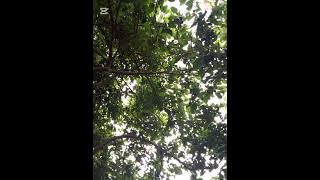 Allan Chirwa Amandisunga