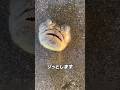 ビーチで出会った奇妙な魚
