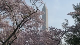 2017 Cherry Blossom Preview