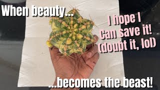 410: Trying To Save My Rare Gymnocalycium Horstii Variegata!