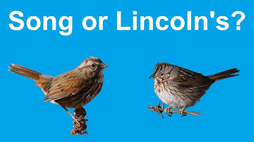 Identify Birds: Lincoln