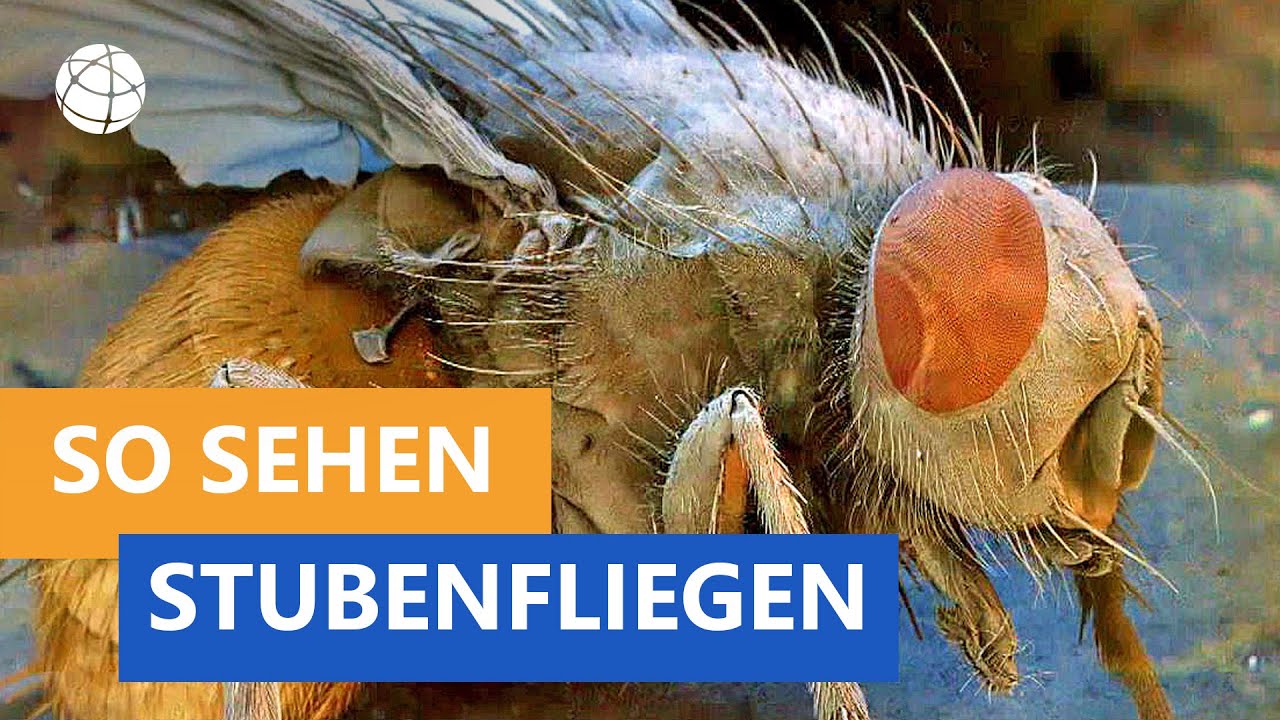 Der typische Nachrichtensender | Walulis sieht fern