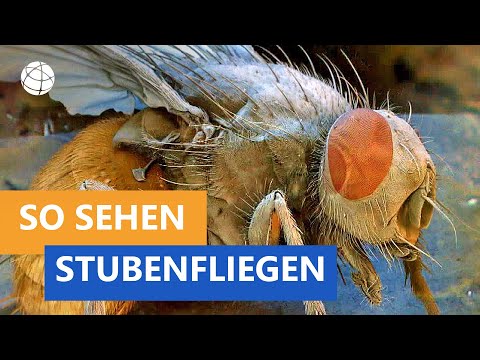 Video: Wie sieht eine Bullenkiefer aus?