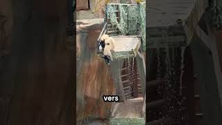 🐷 Le porcelet le plus courageux a poussé tous les autres dans l’eau ! #porcelets #animaux #drôle