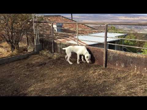 ქართული ყაზბეგური ნაგაზი 3- თვის სახელი ალი