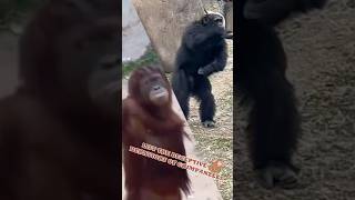 A prank from a gorilla #funny #animals #fyp #pet #gorilla #gorillatok #chimpanzee #monkey
