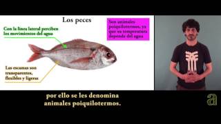 Los vertebrados I (Tema)