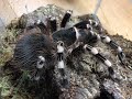 A. geniculata Re House and care