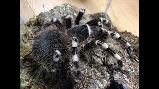 A. geniculata Re House and care