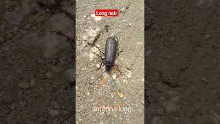 #Long Hair#indonesia insect.
