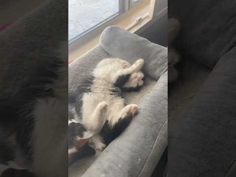 Just Donut being an adorable silly goose #cute #kitten #trending #kitty #viral #cat #baby