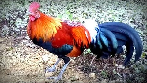 Qaib qug txuam pom 3 tseem zoo nkauj heev + gà f3 máu rừng cao là đây 🌟 👍👍👍