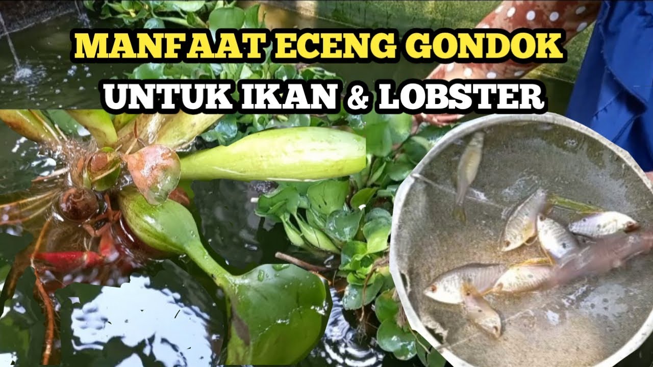 manfaat-eceng-gondok-untuk-kolam-serta-pakan-ikan-lobster-cari-bibit