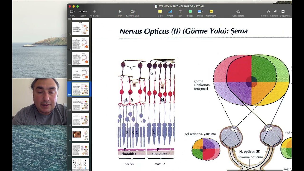 NÖROANATOMİ 27 (KRANİAL SİNİRLER - N. OPTİCUS)