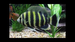 Zebra Tilapia /   Heterotilapia buttikoferi  /  St . Peter&#39;s Fish  / Israeli Tilapia