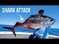 Shark Attacks Our Giant Tuna