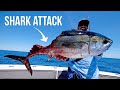 Shark Attacks our Giant Tuna