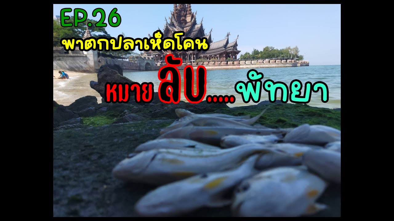 EP.26 ตกปลาเห็ดโคนหมายลับ.....พัทยา