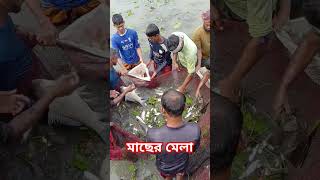 #everyone #fish #fishing #funny #fishcutting #lifestyle #mrbeast #video #viral