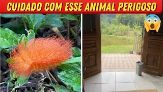 OS PERIGOS DA ROÇA/LIMPEZA DO POMAR DO SÍTIO/Bora pra Roça?