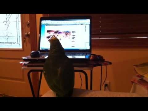 video phone beyonce mp3 Ranger watching Stormy freeflighting