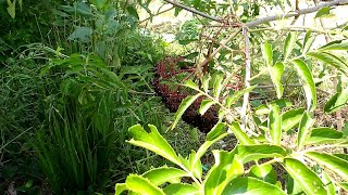 Elderberries, Beauty and Truth