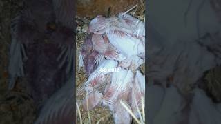 Albino Java Chicks 🥰 #shorts #albino #chicks #java #red eyed