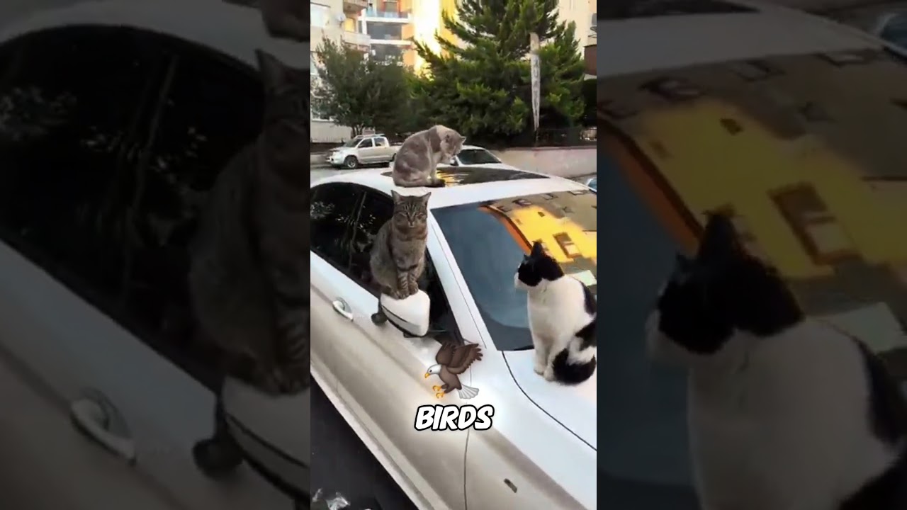 Meowing Seagulls in Turkey 