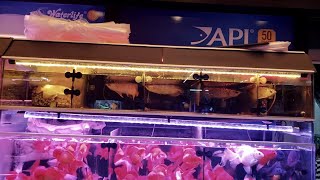 ASIAN AROWANA Aquarium Fish Market