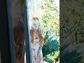video Id :- 20759 Model:- Sophia locke , cory chase 🥵🫦#sohialocke #corychase #stars