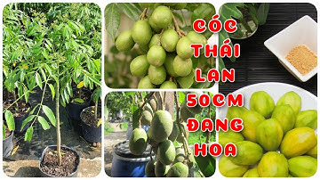 Cóc Thái Lan 50cm đang hoa | 0386569374 - Ngọc Ngân Bến Tre | Chuyên cây độc lạ