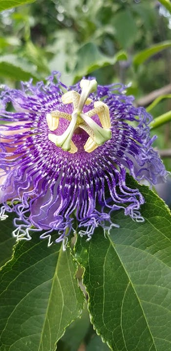 Индиго пассифлора | Indigo Passiflora #indigo #passiflora #индиго # ...