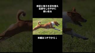もっと知りたい!バセンジー #shorts #shortvideo #shorts #dog #animals #犬 #いぬ #雑学 #動物 #犬のいる暮らし #バセンジー #basenji