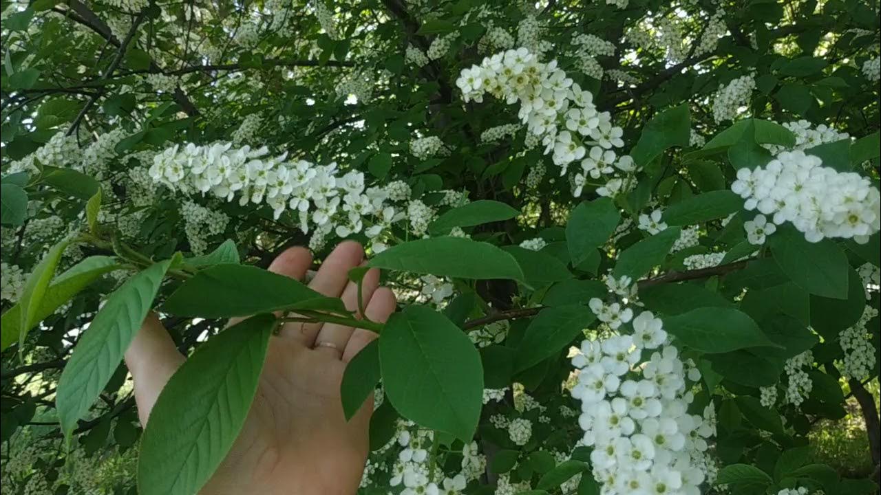 Цветет черемуха песня сумишевский