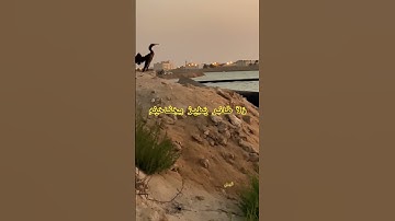 سورة الأنعام الشيخ محمد صديق المنشاوي #حالات_واتس_محمد_صديق_المنشاوي #القرآن_الكريم #السعودية