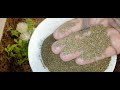 Celery Seeds Celery Seeds