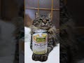 ワンダ クリーミーラテ　260519　 #cat #のせ猫 #cute　 #ワンダ #ねこ #ネコ　 #猫　 #クリーミーラテ #kitty