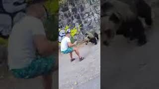 VIDEO Momentul când un turist e atacat de urs pe Transfăgărăşan - Încerca să îi facă poze 1 video