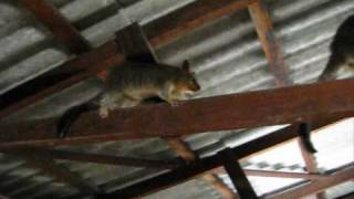 Possums