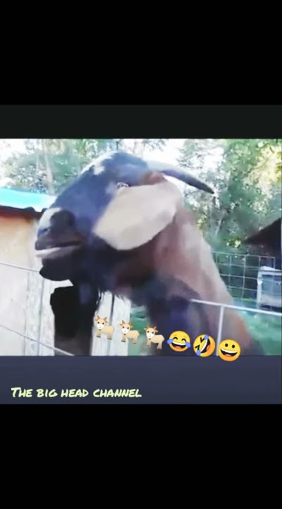 'Video Viral -- 🐐 kambing suara haus --