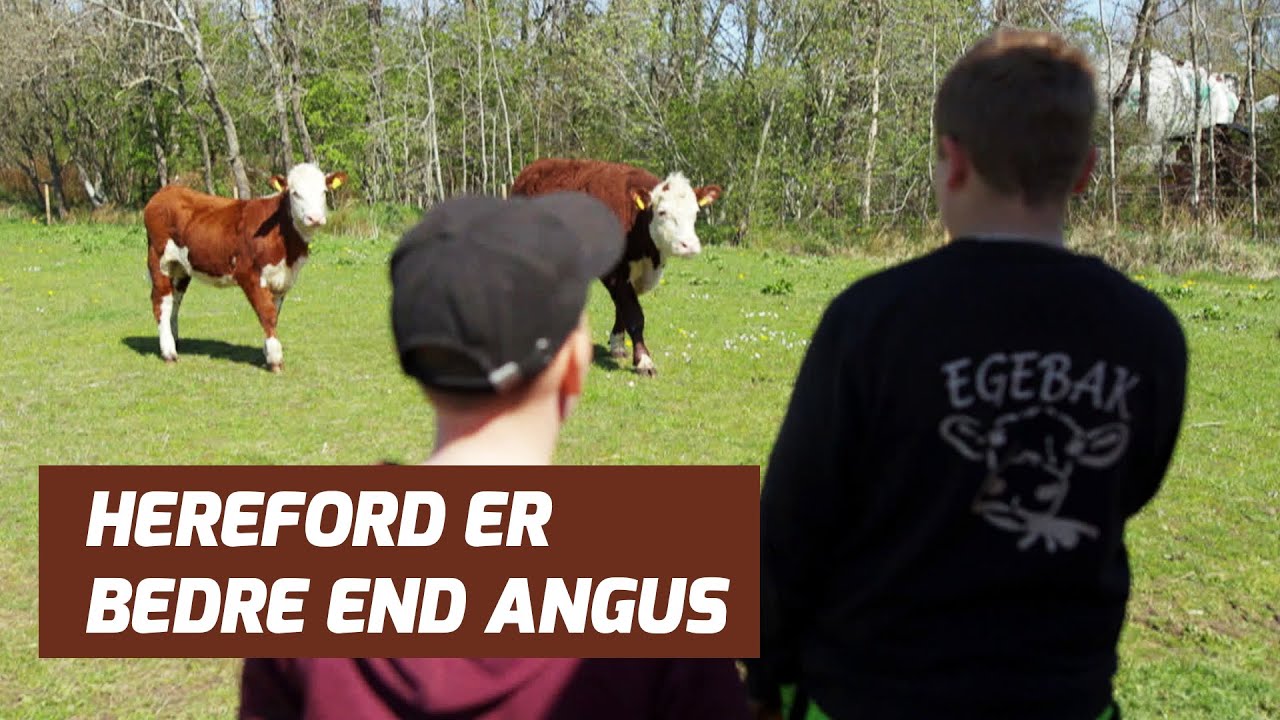 11-årige Simons ko Primadonna skal på græs | Knejter & Kødkvæg E2S1