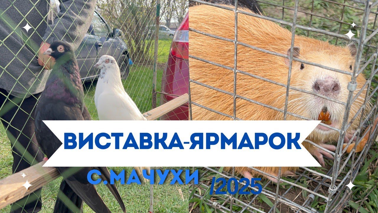 05.04.2025 ВИСТАВКА-ЯРМАРОК ГОЛУБІВ ТА ІНШИХ ТВАРИН с. МАЧУХИ ПОЛТАВСЬКИЙ РАЙОН ПОЛТАВСЬКА ОБЛАСТЬ
