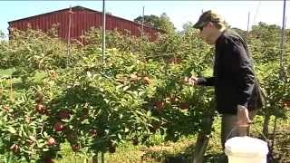 Peak of apple picking season underway in mid-Missouri