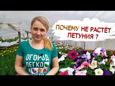 Почему не растет петуния - возможные причины. Как вырастить красивую петунию