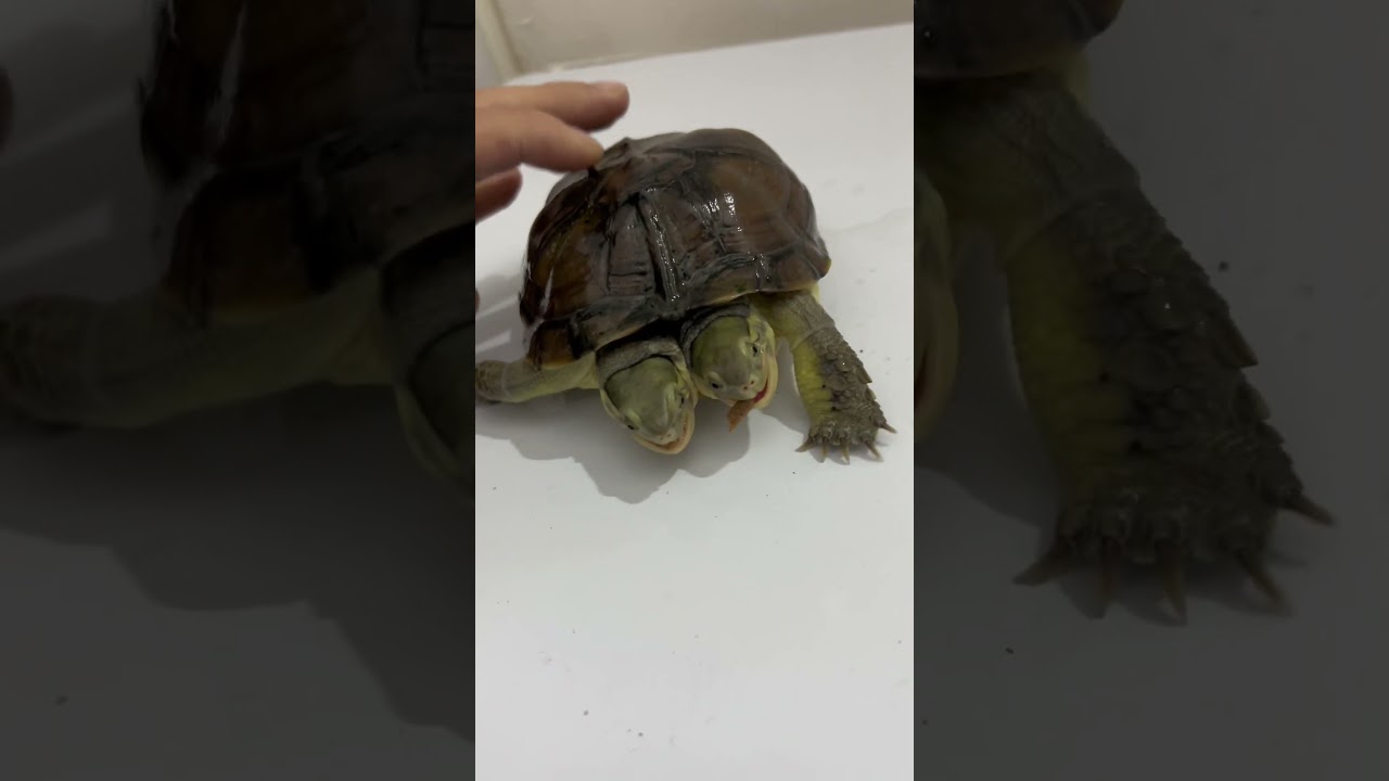 "Turtle twins: The cutest pair you'll ever see!" 