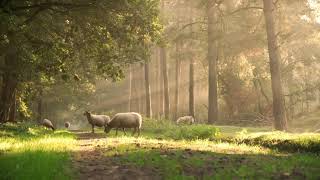 Пение птиц, звуки природы, звуки леса, релакс, медитация | Bidsong, sounds of nature, relax