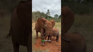 Why Baby Elephants Need Dust Baths 🐘