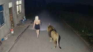 Momentos Tensos da Vida Selvagem Capturados por Câmeras